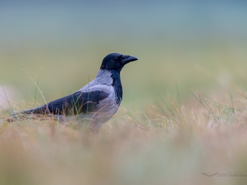 Wrona siwa (ang. Hooded crow, łac. Corvus cornix) - 3464- Fotografia Przyrodnicza - WlodekSmardz.pl