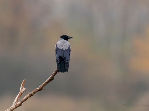Wrona siwa (ang. Hooded crow, łac. Corvus cornix) - 0607- Fotografia Przyrodnicza - WlodekSmardz.pl