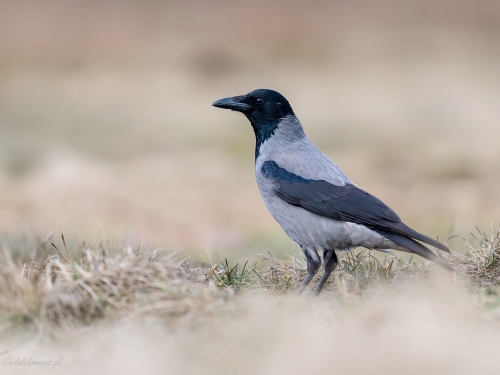 Wrona siwa (ang. Hooded crow, łac. Corvus cornix) - 1746- Fotografia Przyrodnicza - WlodekSmardz.pl