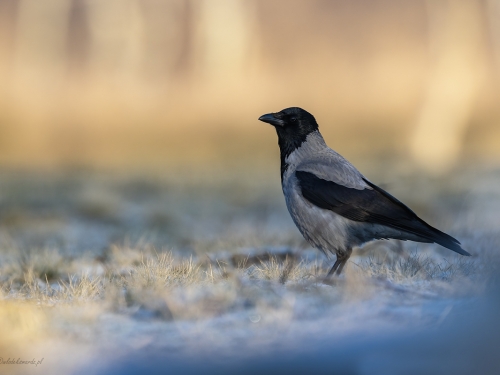 Wrona siwa (ang. Hooded crow, łac. Corvus cornix) - 0756- Fotografia Przyrodnicza - WlodekSmardz.pl