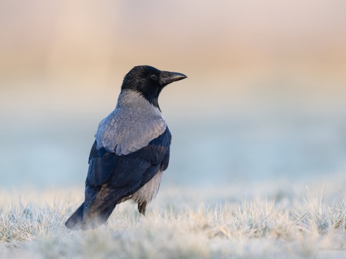 Wrona siwa (ang. Hooded crow, łac. Corvus cornix) - 3383- Fotografia Przyrodnicza - WlodekSmardz.pl