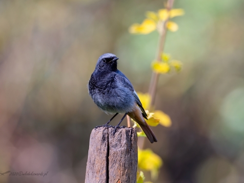 Kopciuszek (ang. Black Redstart, łac. Phoenicurus ochruros) - 6956 - Fotografia Przyrodnicza - WlodekSmardz.pl