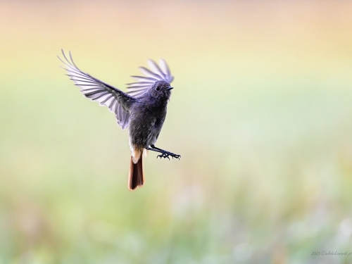 Kopciuszek (ang. Black Redstart, łac. Phoenicurus ochruros) - 7218 - Fotografia Przyrodnicza - WlodekSmardz.pl