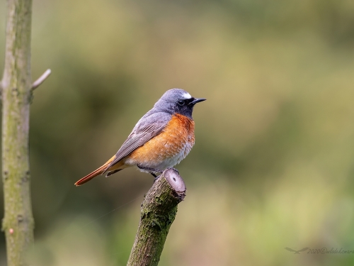 Pleszka (ang. Common Redstart, łac. Phoenicurus phoenicurus)- 6884- Fotografia Przyrodnicza - WlodekSmardz.pl