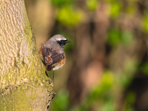 Pleszka (ang. Common Redstart, łac. Phoenicurus phoenicurus)- 8661- Fotografia Przyrodnicza - WlodekSmardz.pl