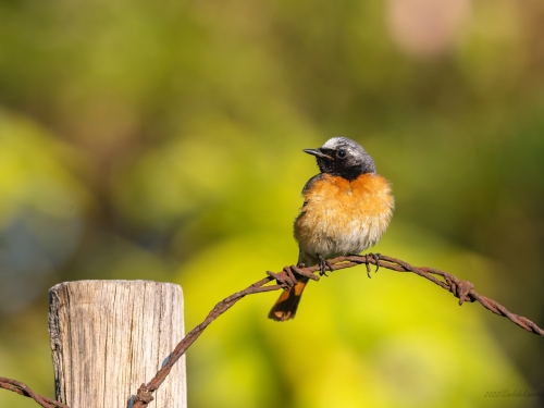 Pleszka (ang. Common Redstart, łac. Phoenicurus phoenicurus)- 0443- Fotografia Przyrodnicza - WlodekSmardz.pl