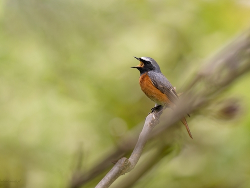 Pleszka (ang. Common Redstart, łac. Phoenicurus phoenicurus)- 9117- Fotografia Przyrodnicza - WlodekSmardz.pl