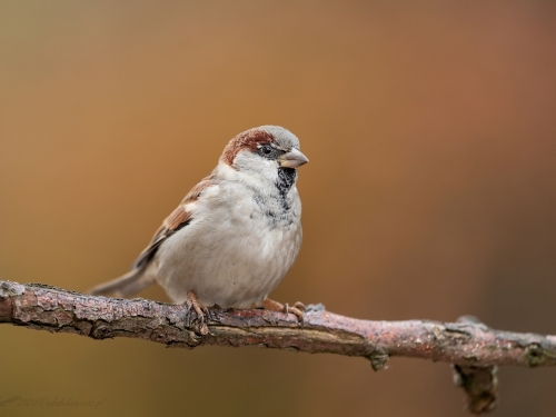 Wróbel domowy (ang. House Sparrow, łac. Passer domesticus) -4599- Fotografia Przyrodnicza - WlodekSmardz.pl