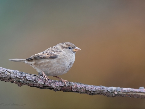 Wróbel domowy (ang. House Sparrow, łac. Passer domesticus) -4768- Fotografia Przyrodnicza - WlodekSmardz.pl