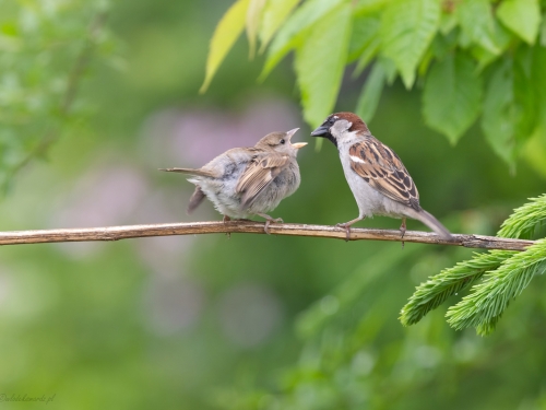 Wróbel domowy (ang. House Sparrow, łac. Passer domesticus) -9589- Fotografia Przyrodnicza - WlodekSmardz.pll