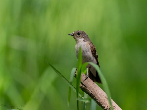 Muchołówka żałobna (ang. European Pied Flycatcher, łac. Ficedula hypoleuca) - 3668- Fotografia Przyrodnicza - WlodekSmardz.pl