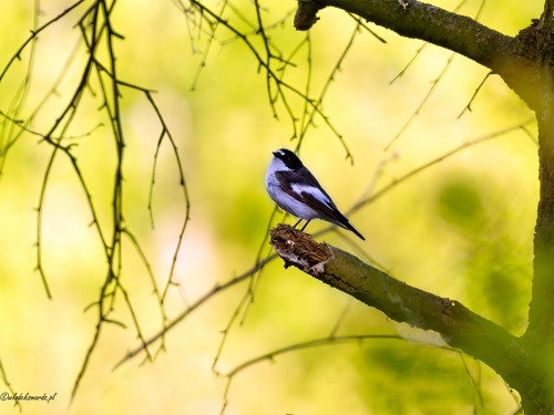 Muchołówka żałobna (ang. European Pied Flycatcher, łac. Ficedula hypoleuca) - 0029- Fotografia Przyrodnicza - WlodekSmardz.pl