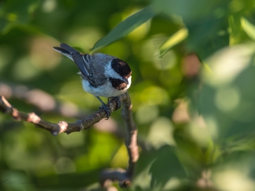 Sikora żałobna (ang. Sombre Tit, łac. Poecile lugubris) - 2916- Fotografia Przyrodnicza - WlodekSmardz.pl