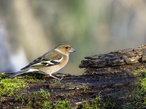 Zięba (ang. Chaffinch łac. Fringilla coelebs) - 5992 - Fotografia Przyrodnicza - WlodekSmardz.pl