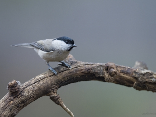 Czarnogłówka (ang. Willow Tit, łac. Poecile montanus) - 2209 - Fotografia Przyrodnicza - WlodekSmardz.pl