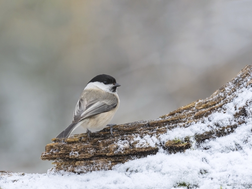 Czarnogłówka (ang. Willow Tit, łac. Poecile montanus) - 6696 - Fotografia Przyrodnicza - WlodekSmardz.pl