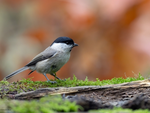 Czarnogłówka (ang. Willow Tit, łac. Poecile montanus) - 9927 - Fotografia Przyrodnicza - WlodekSmardz.pl