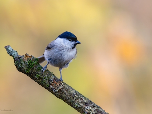 Czarnogłówka (ang. Willow Tit, łac. Poecile montanus) - 3266 - Fotografia Przyrodnicza - WlodekSmardz.pl