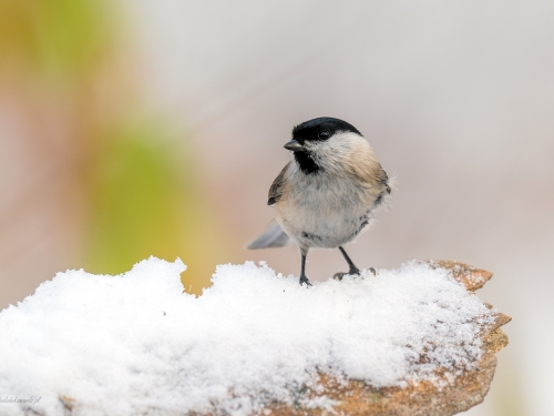 Czarnogłówka (ang. Willow Tit, łac. Poecile montanus) - 5980 - Fotografia Przyrodnicza - WlodekSmardz.pl