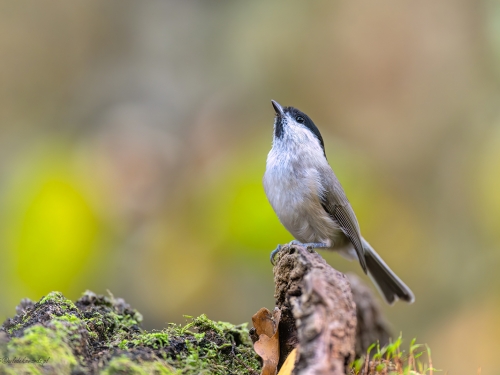 Czarnogłówka (ang. Willow Tit, łac. Poecile montanus) - 9898 - Fotografia Przyrodnicza - WlodekSmardz.pl