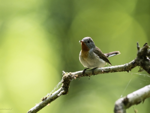 Muchołówka szara (ang. Red-breasteg Flycatcher, łac. Ficedula parva) - 4559- Fotografia Przyrodnicza - WlodekSmardz.pl