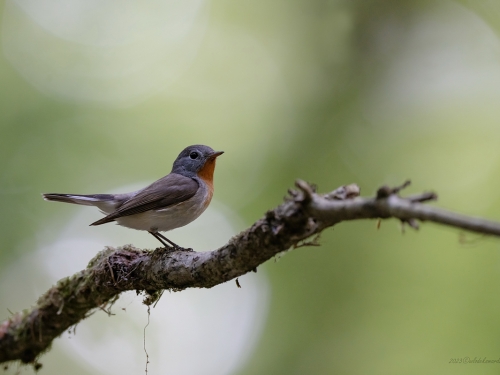 Muchołówka szara (ang. Red-breasteg Flycatcher, łac. Ficedula parva) - 6748- Fotografia Przyrodnicza - WlodekSmardz.pl