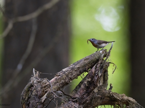 Muchołówka szara (ang. Red-breasteg Flycatcher, łac. Ficedula parva) - 6719- Fotografia Przyrodnicza - WlodekSmardz.pl