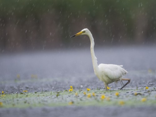 Czapla biała (ang. Great egret, łac. Ardea alba) -0883- Fotografia Przyrodnicza - WlodekSmardz.pl