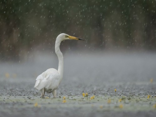 Czapla biała (ang. Great egret, łac. Ardea alba) -0986- Fotografia Przyrodnicza - WlodekSmardz.pl