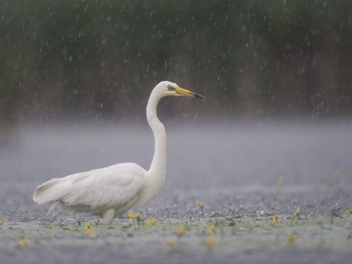 Czapla biała (ang. Great egret, łac. Ardea alba) -1000- Fotografia Przyrodnicza - WlodekSmardz.pl