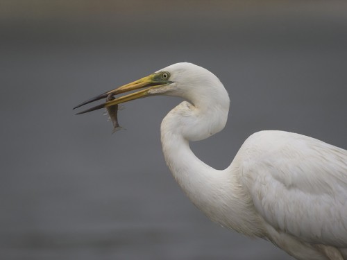 Czapla biała (ang. Great egret, łac. Ardea alba) -1051- Fotografia Przyrodnicza - WlodekSmardz.pl
