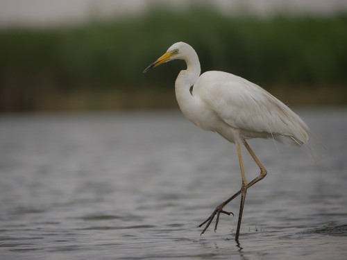 Czapla biała (ang. Great egret, łac. Ardea alba) -1119- Fotografia Przyrodnicza - WlodekSmardz.pl
