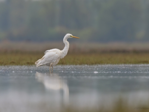 Czapla biała (ang. Great egret, łac. Ardea alba) -4668- Fotografia Przyrodnicza - WlodekSmardz.pl