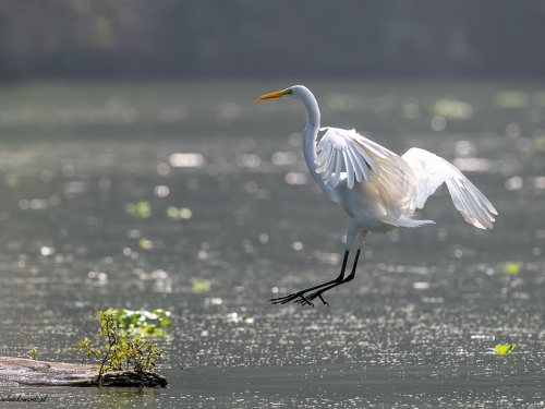 Czapla biała (ang. Great egret, łac. Ardea alba) -7087- Fotografia Przyrodnicza - WlodekSmardz.pl