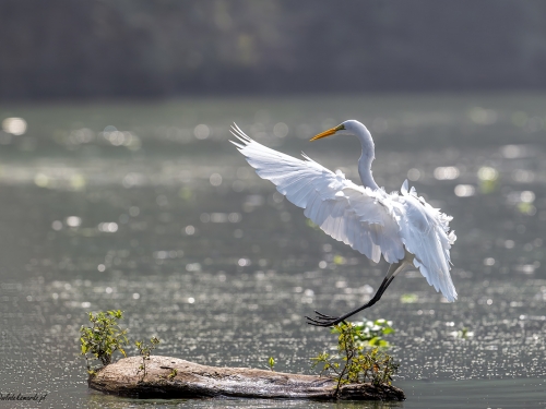 Czapla biała (ang. Great egret, łac. Ardea alba) -7091- Fotografia Przyrodnicza - WlodekSmardz.pl