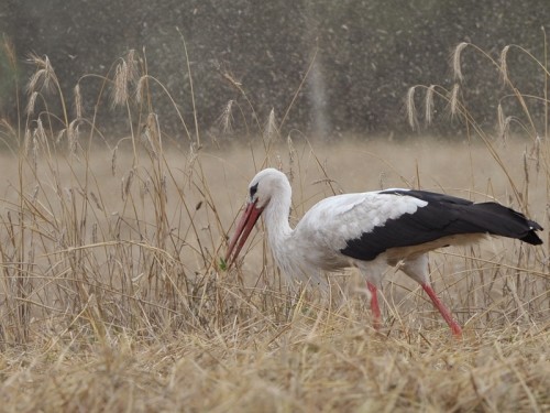 Bocian biały (ang. White Stork, łac. Ciconia ciconia)- Fotografia Przyrodnicza - WlodekSmardz.pl