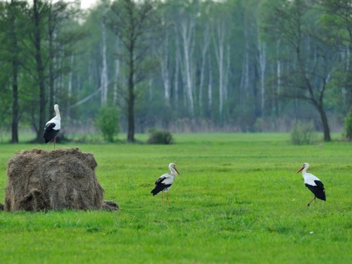 Bocian biały (ang. White Stork, łac. Ciconia ciconia)- Fotografia Przyrodnicza - WlodekSmardz.pl