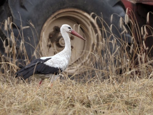 Bocian biały (ang. White Stork, łac. Ciconia ciconia)- Fotografia Przyrodnicza - WlodekSmardz.pl