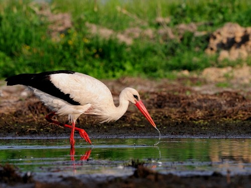 Bocian biały (ang. White Stork, łac. Ciconia ciconia)- Fotografia Przyrodnicza - WlodekSmardz.pl