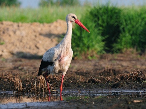 Bocian biały (ang. White Stork, łac. Ciconia ciconia)- Fotografia Przyrodnicza - WlodekSmardz.pl