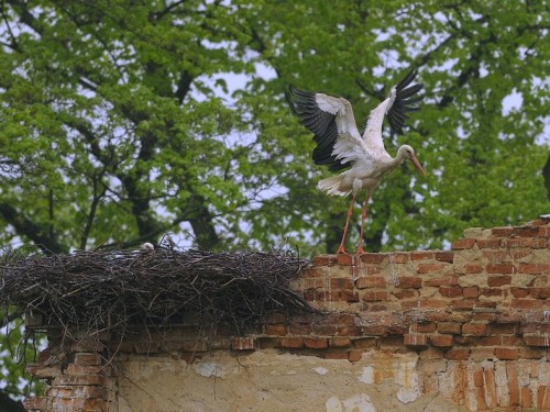 Bocian biały (ang. White Stork, łac. Ciconia ciconia) - 6652- Fotografia Przyrodnicza - WlodekSmardz.pl