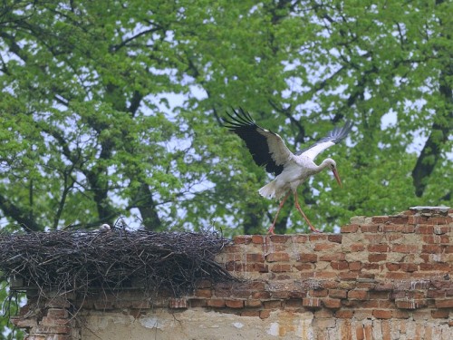 Bocian biały (ang. White Stork, łac. Ciconia ciconia) - 6686- Fotografia Przyrodnicza - WlodekSmardz.pl