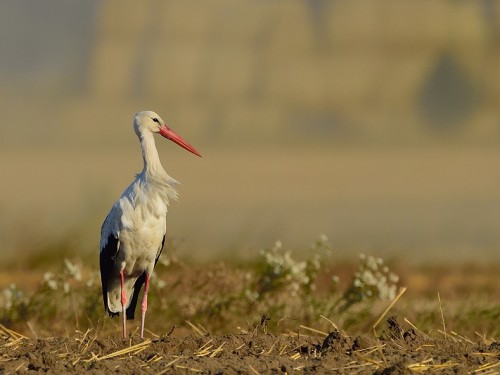 Bocian biały (ang. White Stork, łac. Ciconia ciconia) - 0371- Fotografia Przyrodnicza - WlodekSmardz.pl