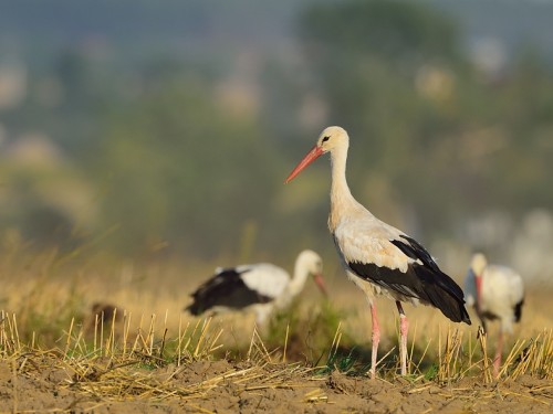 Bocian biały (ang. White Stork, łac. Ciconia ciconia) - 0360- Fotografia Przyrodnicza - WlodekSmardz.pl
