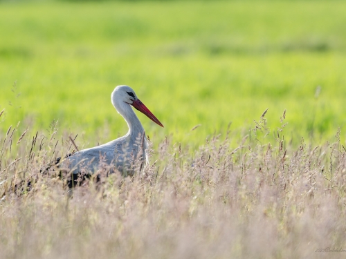 Bocian biały (ang. White Stork, łac. Ciconia ciconia) - 1780- Fotografia Przyrodnicza - WlodekSmardz.pl