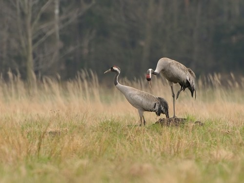 Żuraw (ang. Common Crane, łac. Grus grus) - 2596 - Fotografia Przyrodnicza - WlodekSmardz.pl
