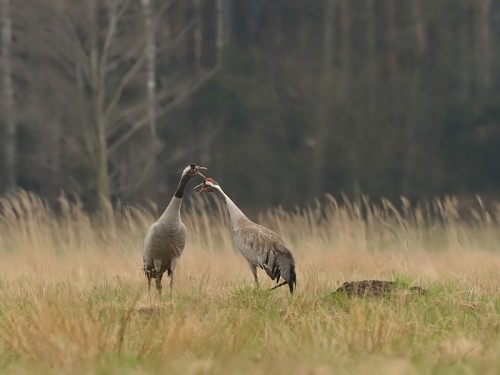 Żuraw (ang. Common Crane, łac. Grus grus) - 2637 - Fotografia Przyrodnicza - WlodekSmardz.pl