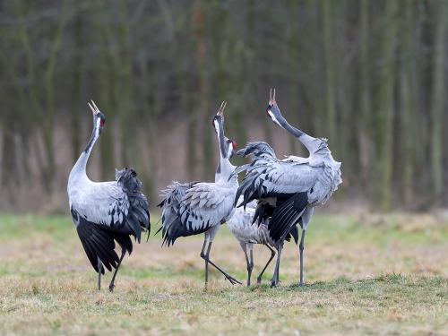 Żuraw (ang. Common Crane, łac. Grus grus) - 5673 - Fotografia Przyrodnicza - WlodekSmardz.pl