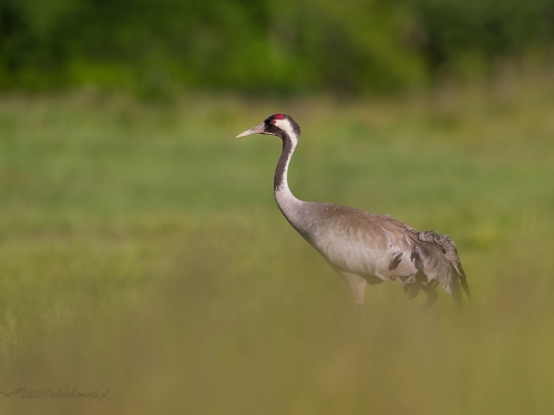 Żuraw (ang. Common Crane, łac. Grus grus) - 9122 - Fotografia Przyrodnicza - WlodekSmardz.pl