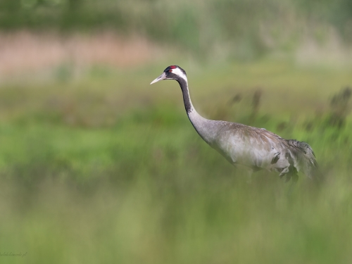 Żuraw (ang. Common Crane, łac. Grus grus) - 9105 - Fotografia Przyrodnicza - WlodekSmardz.pl